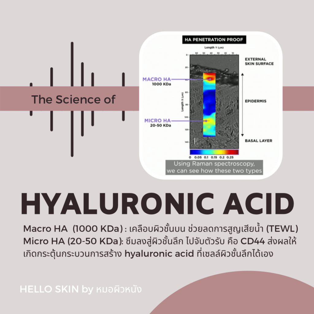 Macro & Micro Hyaluronic acid L’Oreal Paris