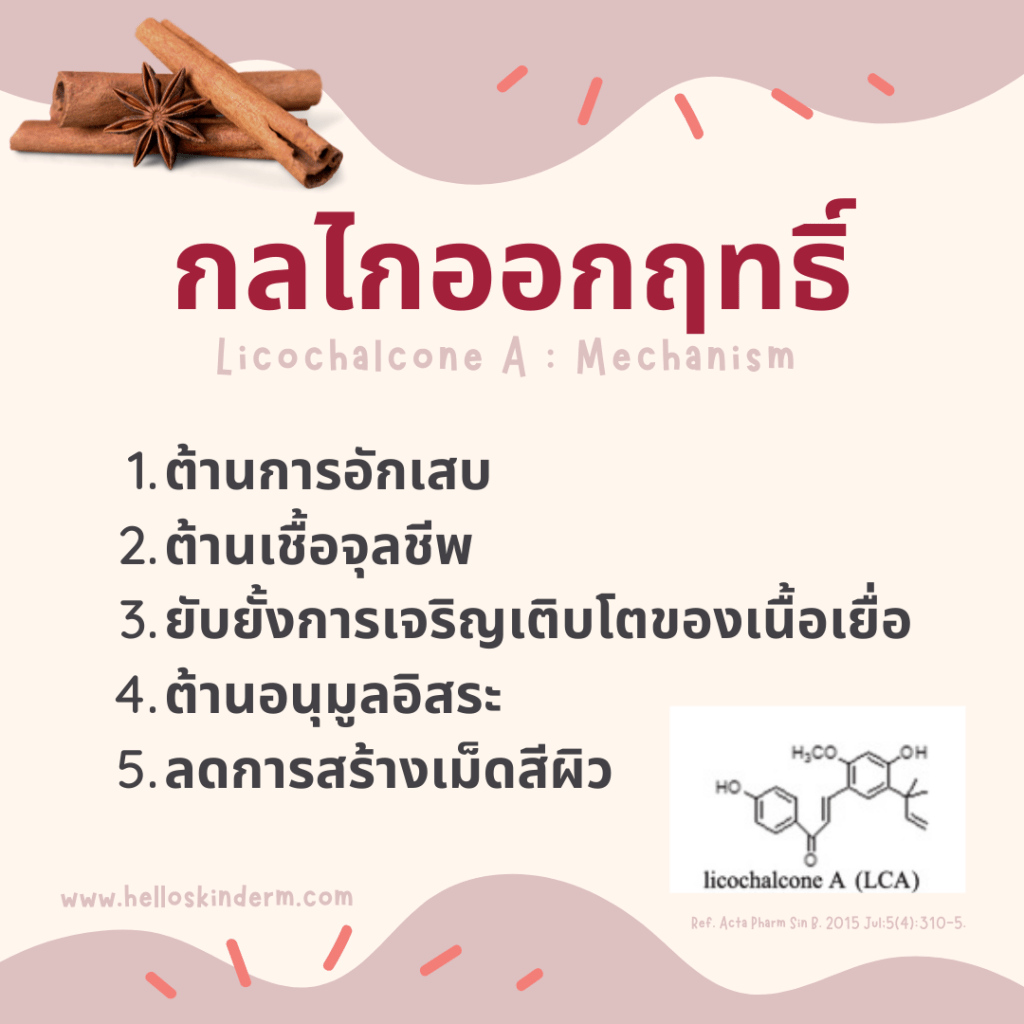 กลไกออกฤทธิ์ของ Licochalcone A​