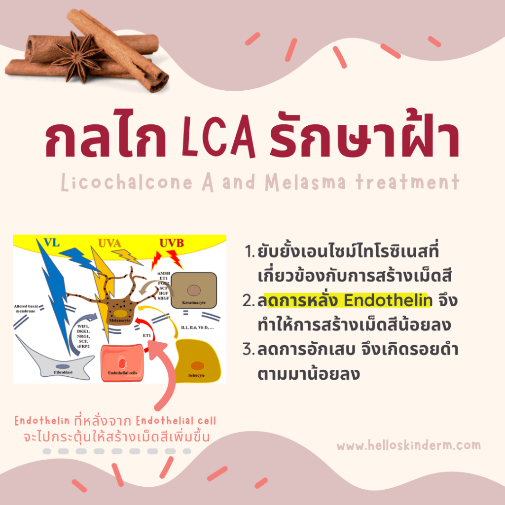 กลไก Licochalcone A รักษาฝ้า​