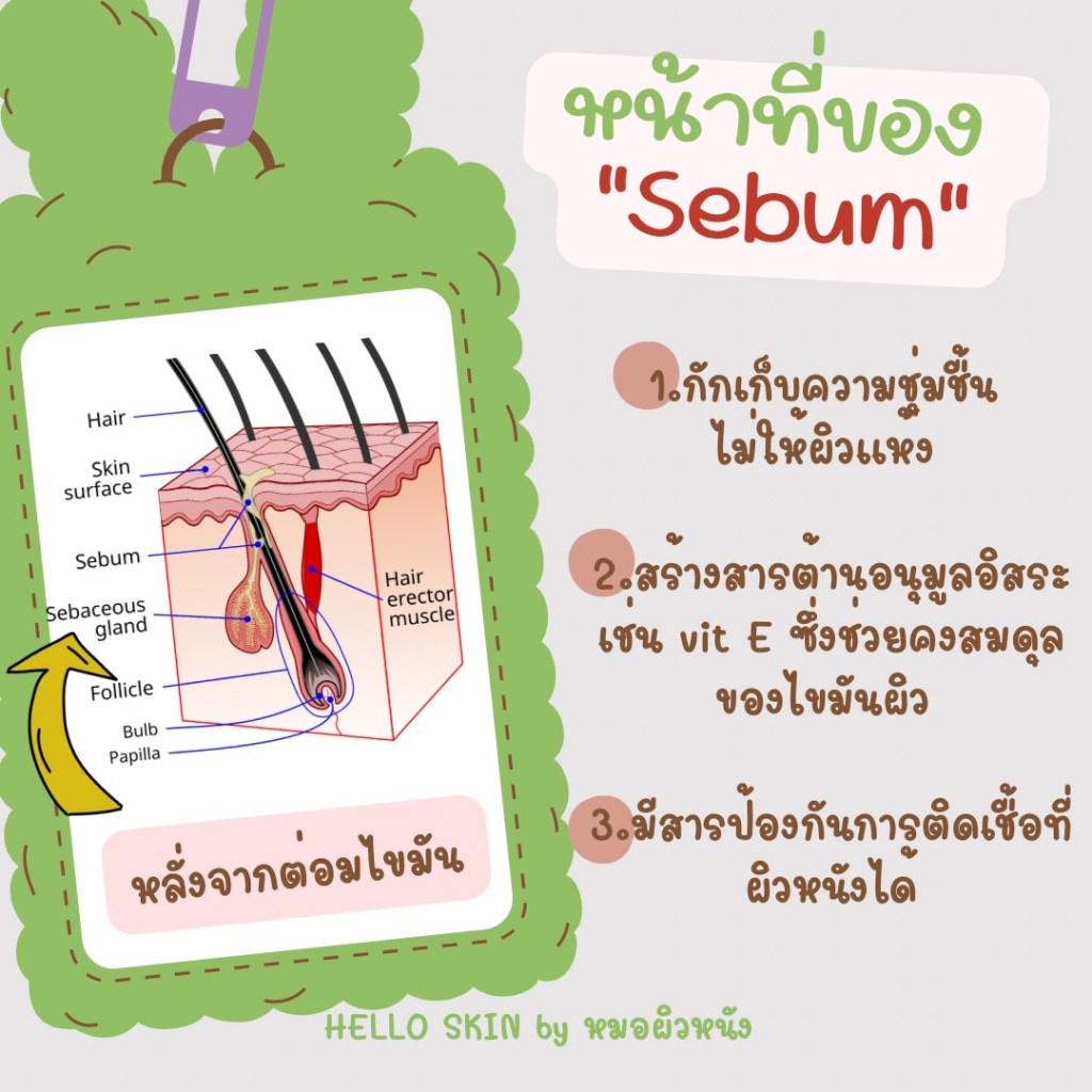 หน้าที่ของ sebum