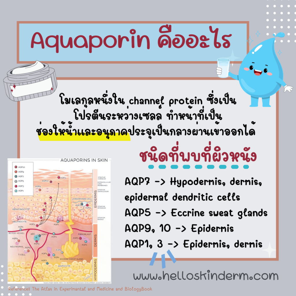 Aquaporin คืออะไร
